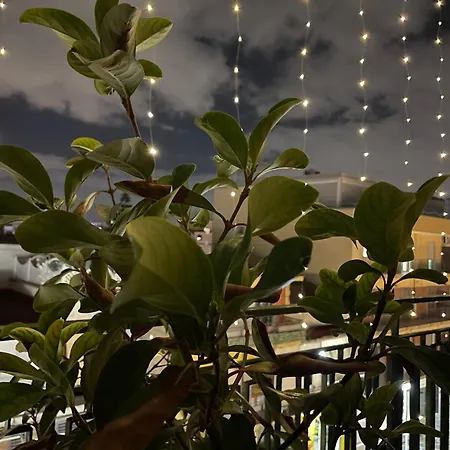 D'aponte Volla (Naples)